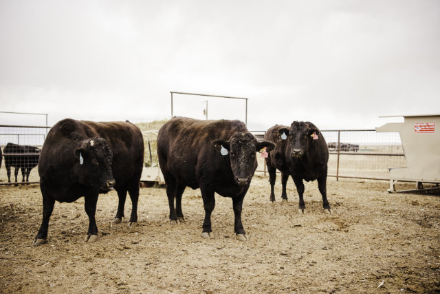 No Bull Prime Meats - Wagyu Cattle